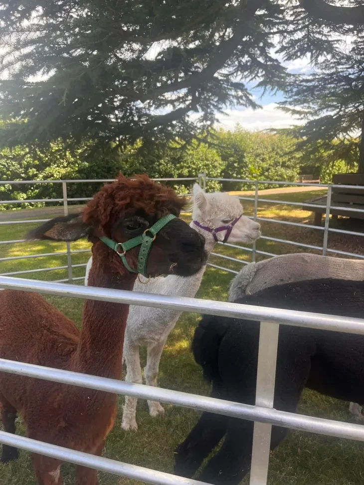 Alpacas in the Greenhill Park garden